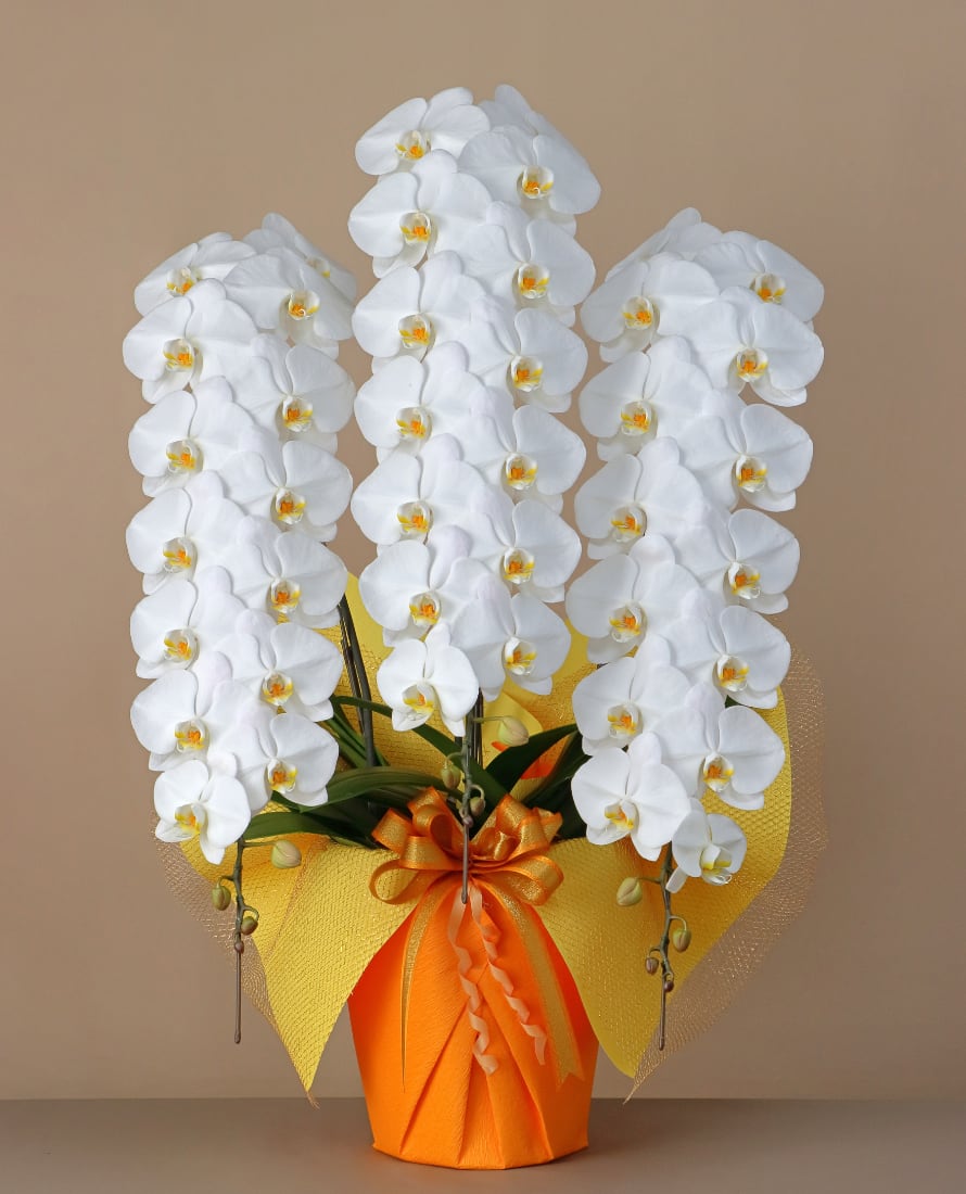 3本立 ロングPlus(48輪~51輪程度) 白 【特別な瞬間を彩る圧巻の一鉢】圧倒的なボリュームと気品溢れる美しさを感じる一鉢に仕上げました。目を奪う豪華さで、企業の周年記念や特別なお祝いに最適です。