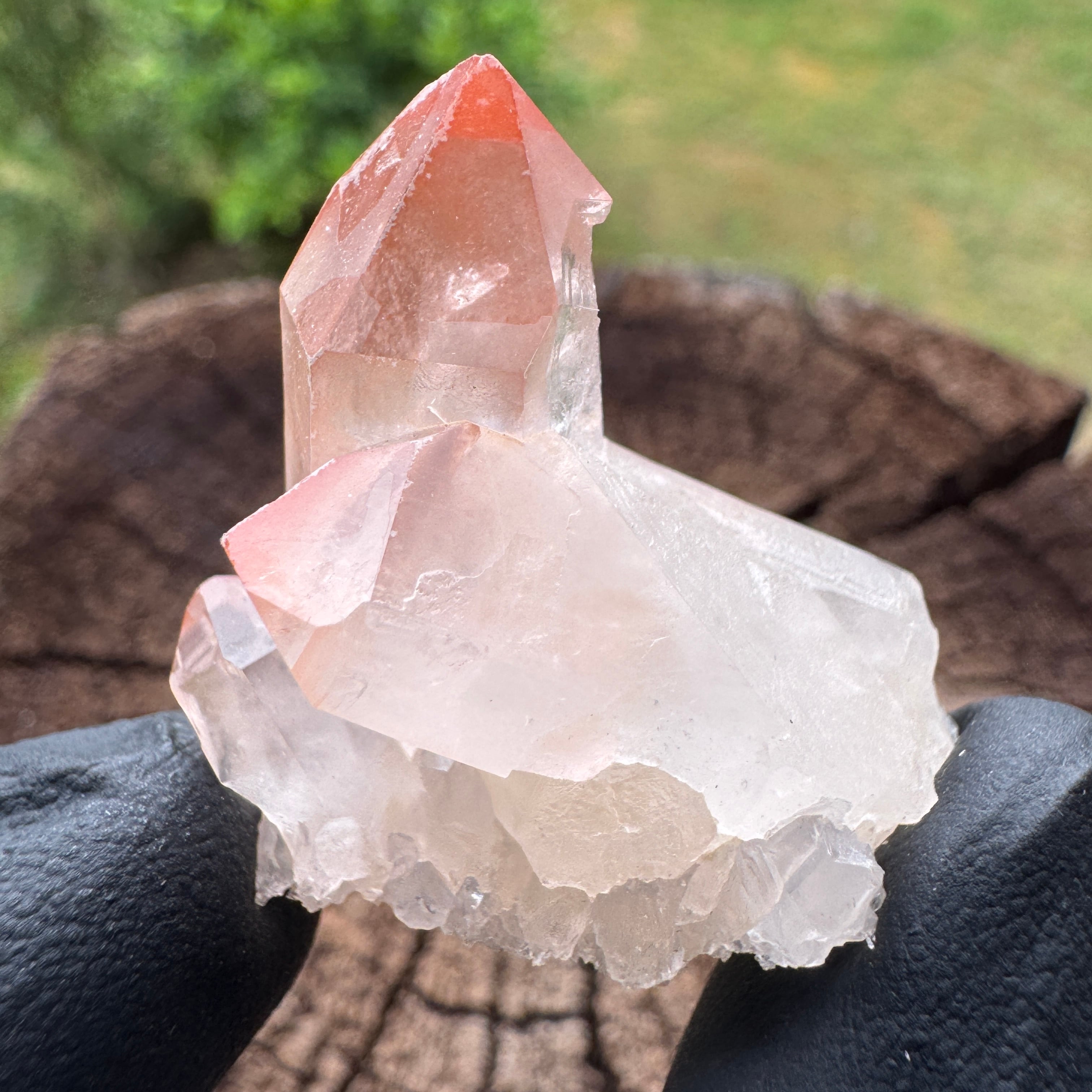 レムリアンシード | アトリエ セドナ