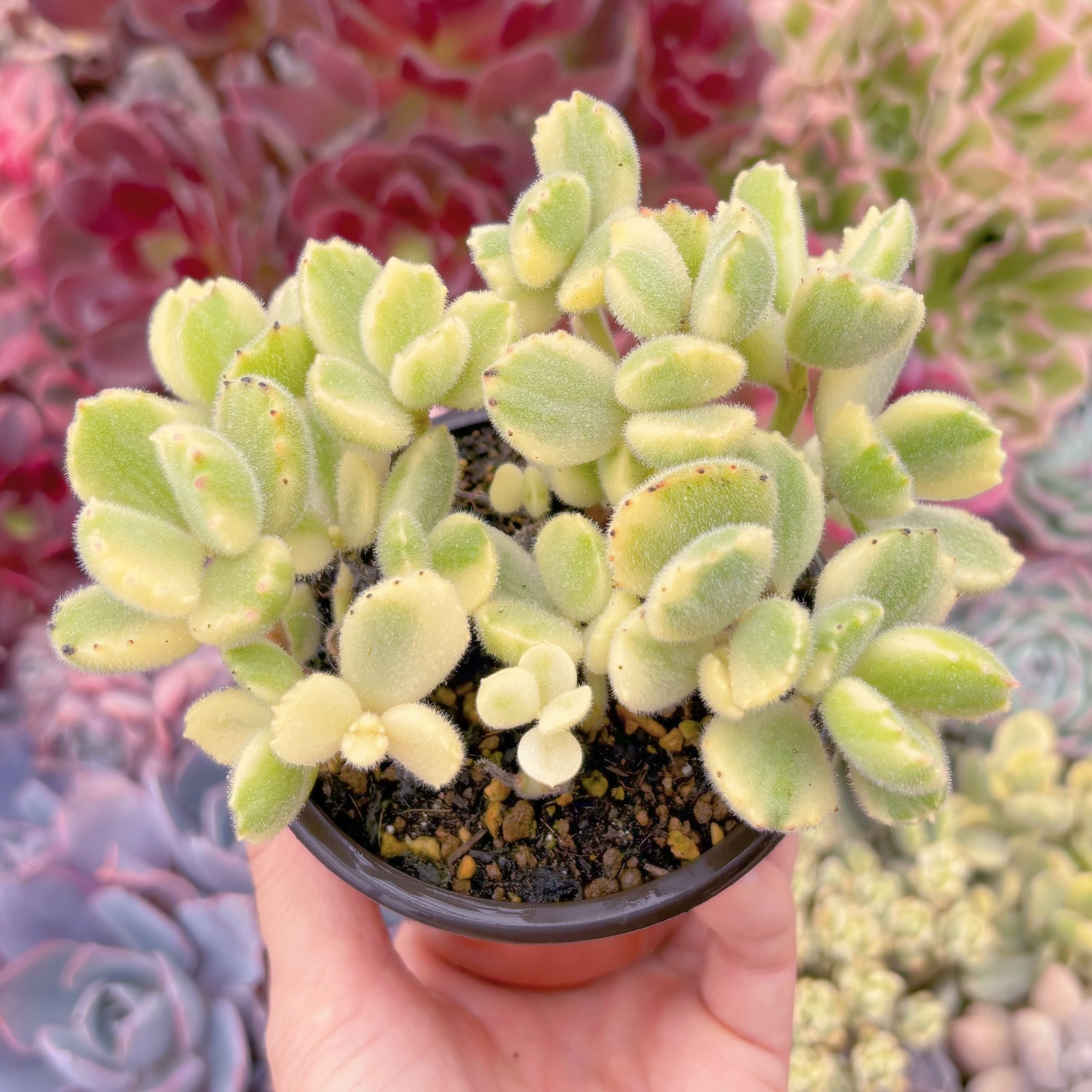 現品　白熊#A11　るる農園