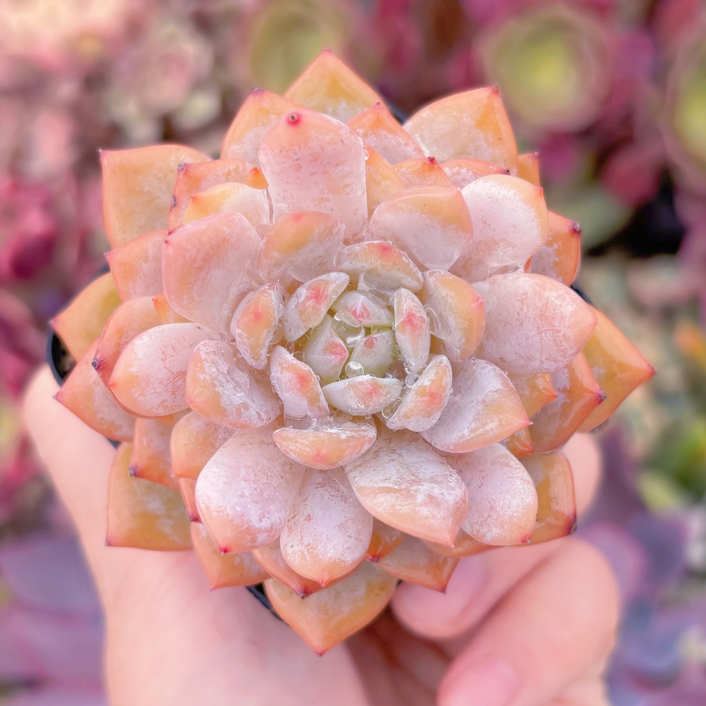 現品　星星#614　るる農園