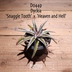 【抜き苗送料無料】'Snaggle Tooth' × 'Heaven and Hell'〔ディッキア〕現品発送D0449