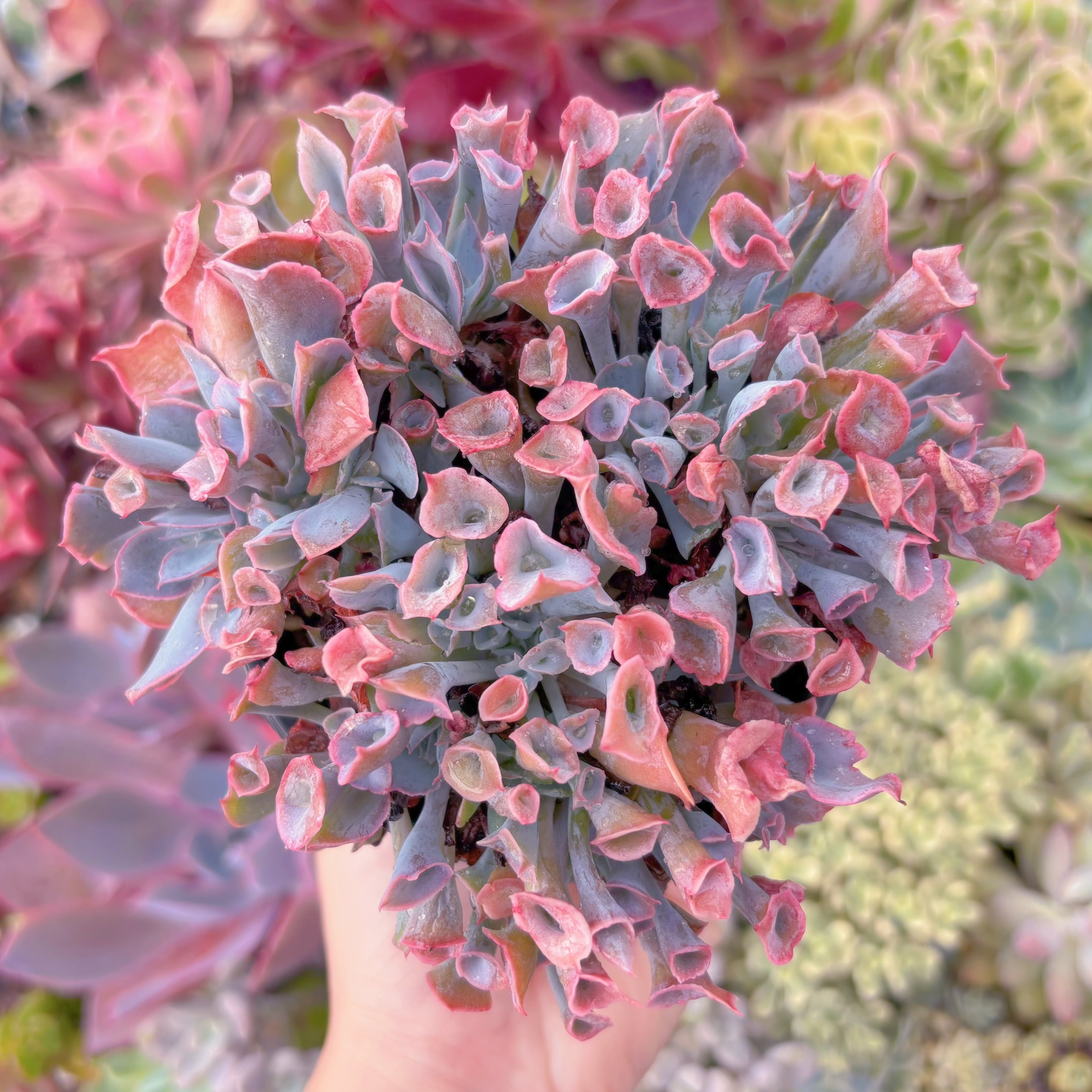 現品　魔笛#D20　るる農園