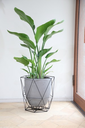 【L/110cm】オーガスタ/Strelitzia nicolai