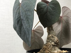 アデニア ステイローサ