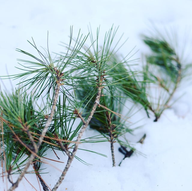 八十茶 801 ほうじ赤松 | SUWAプレミアム