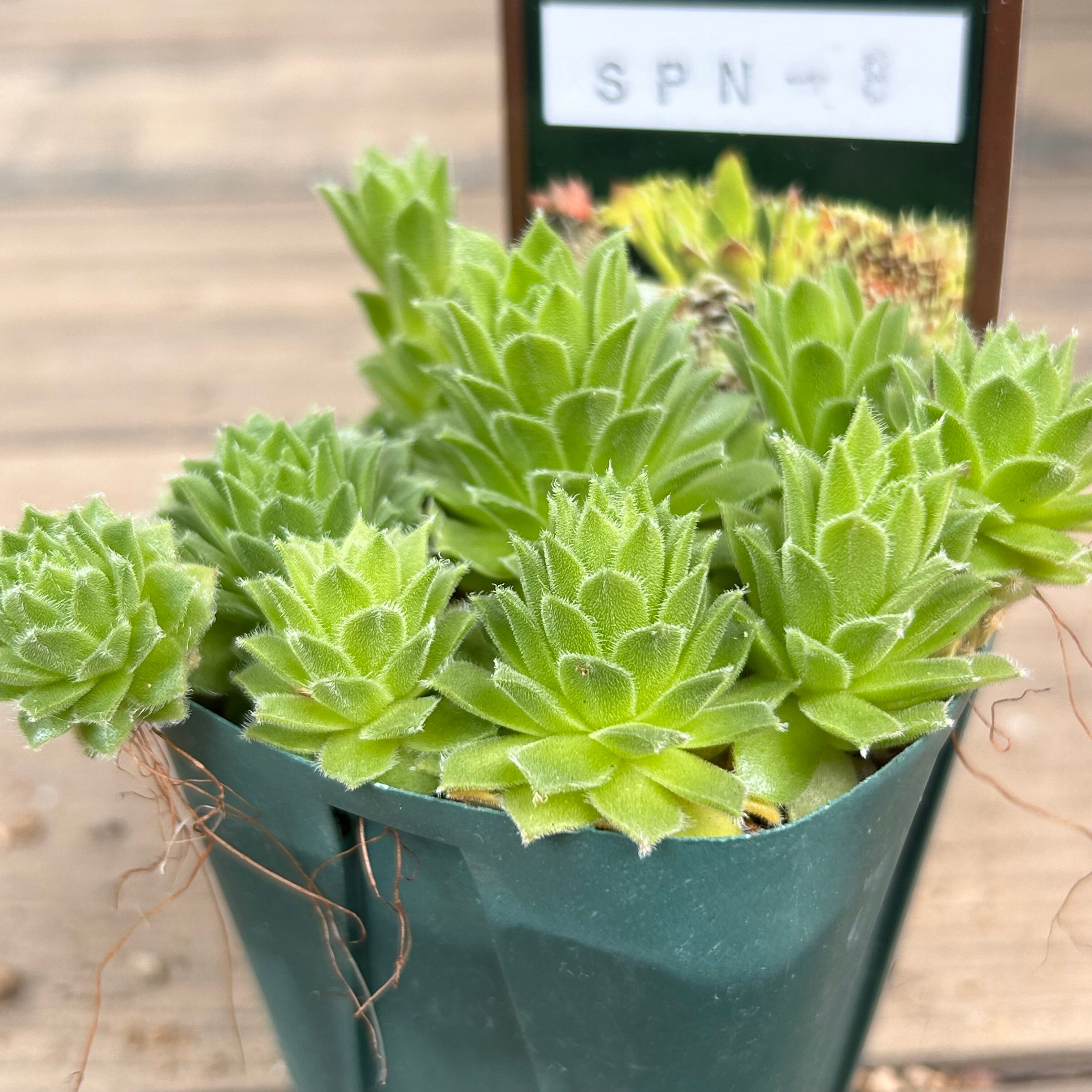 多肉 センペル SPN-8 センペル | RuPo 多肉植物専門店
