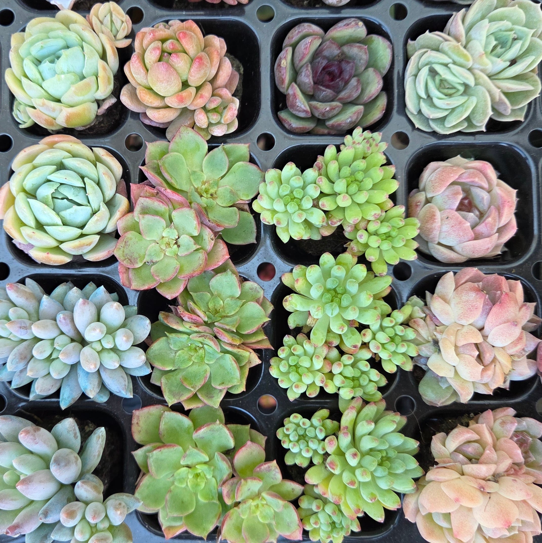 多肉植物プラグ苗カラフル12品種set | 多肉Garden＊Grow