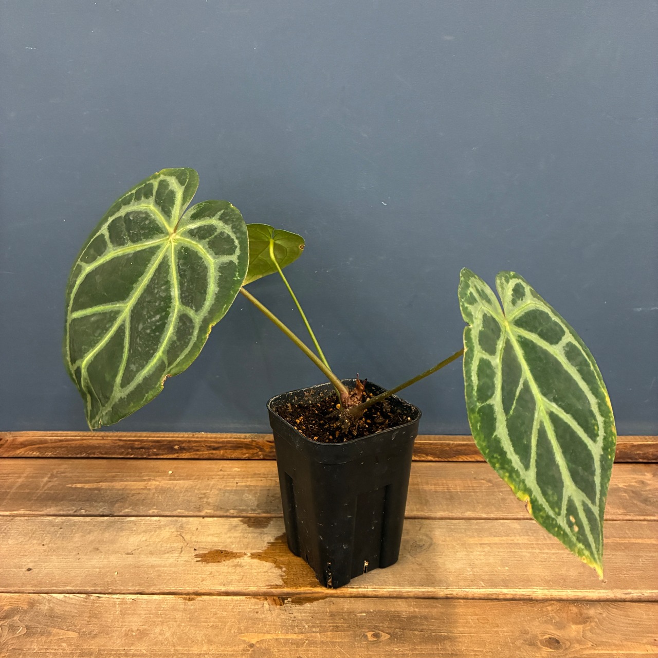 【クリアランスセール対象商品】アンスリウム　magnificam 'Silver' × (Michell × Zara F3)【273】