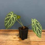 【クリアランスセール対象商品】アンスリウム　magnificam 'Silver' × (Michell × Zara F3)【273】