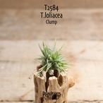 【送料無料】loliacea 〔エアプランツ〕現品発送T2584