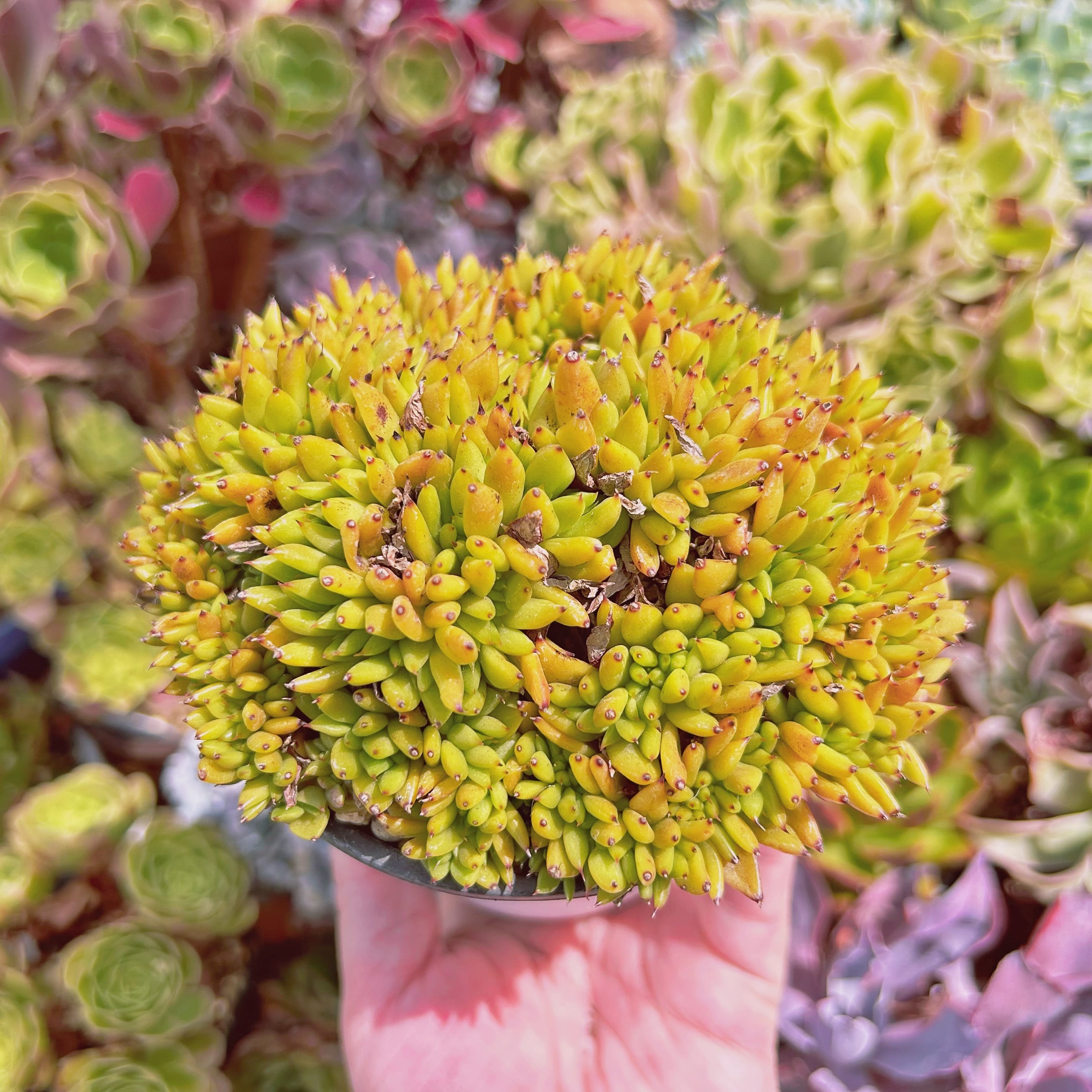 044現物 多肉植物 魅惑の宵 缀化 特大 抜き苗 | るる農園~多肉植物専門