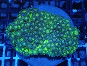 SelectionBaliShip Goniopora BaliGlitter 2
