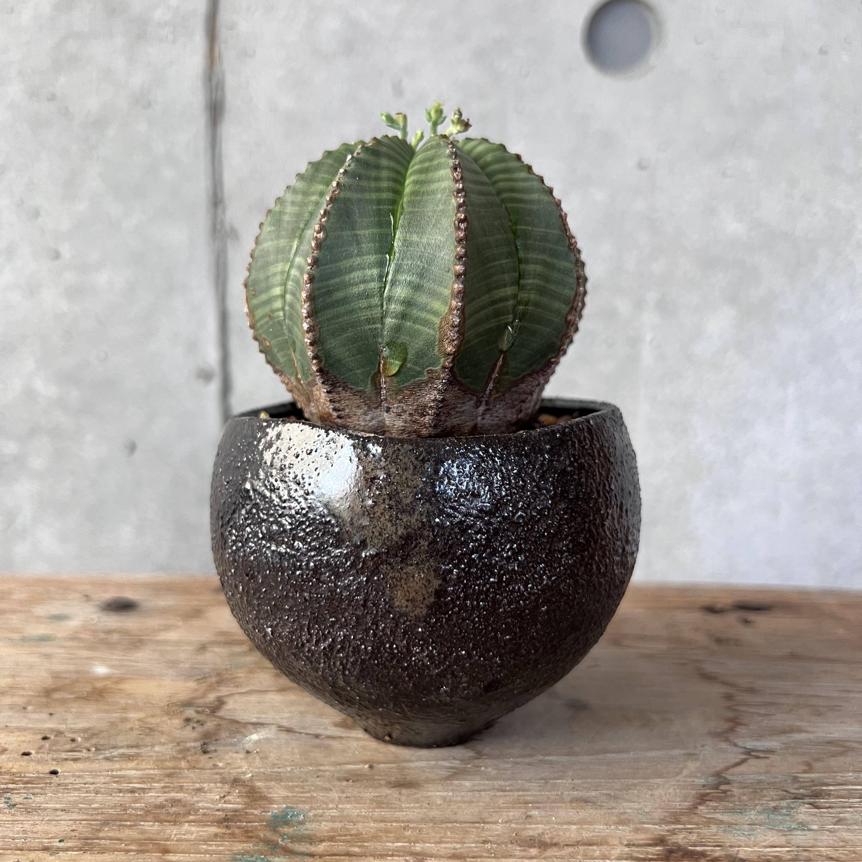 ユーフォルビア・オベサ EU輸入雄株 【公式通販】