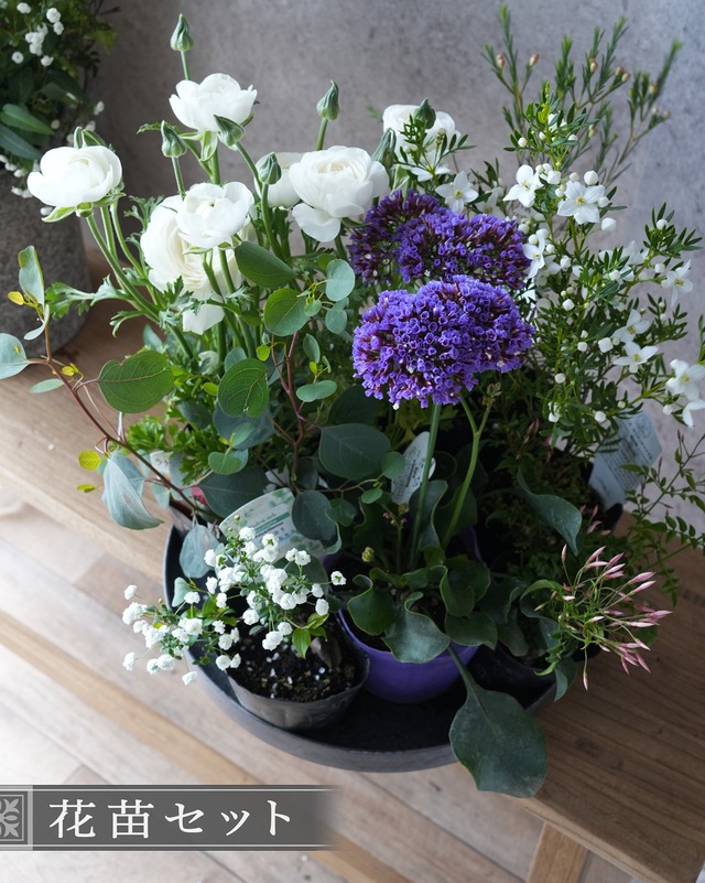 【寄せ植えミニセット】濃いピンクのビジューマムとラベンダー色デルフィニウムのミニ苗セット