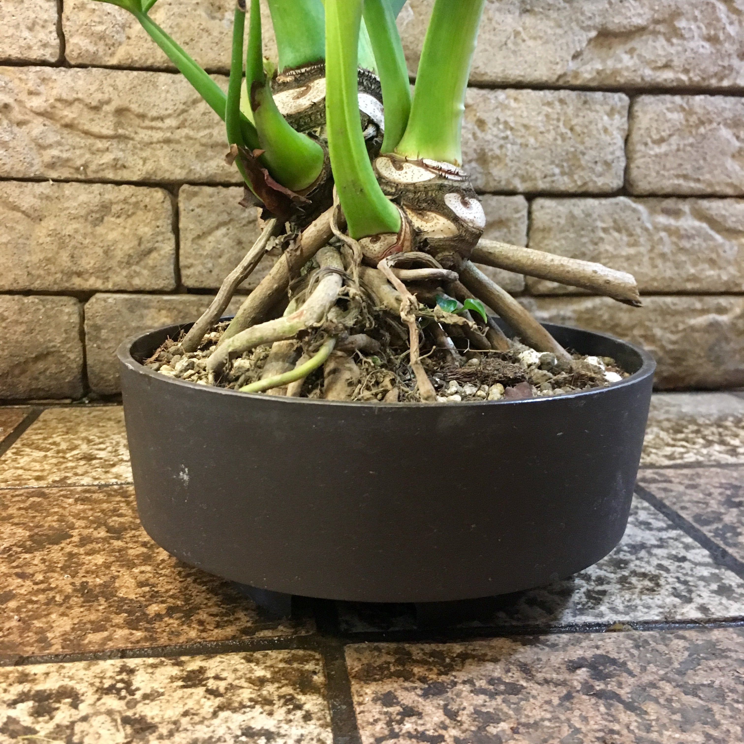 根上がりセローム | ハルカゼフラワー