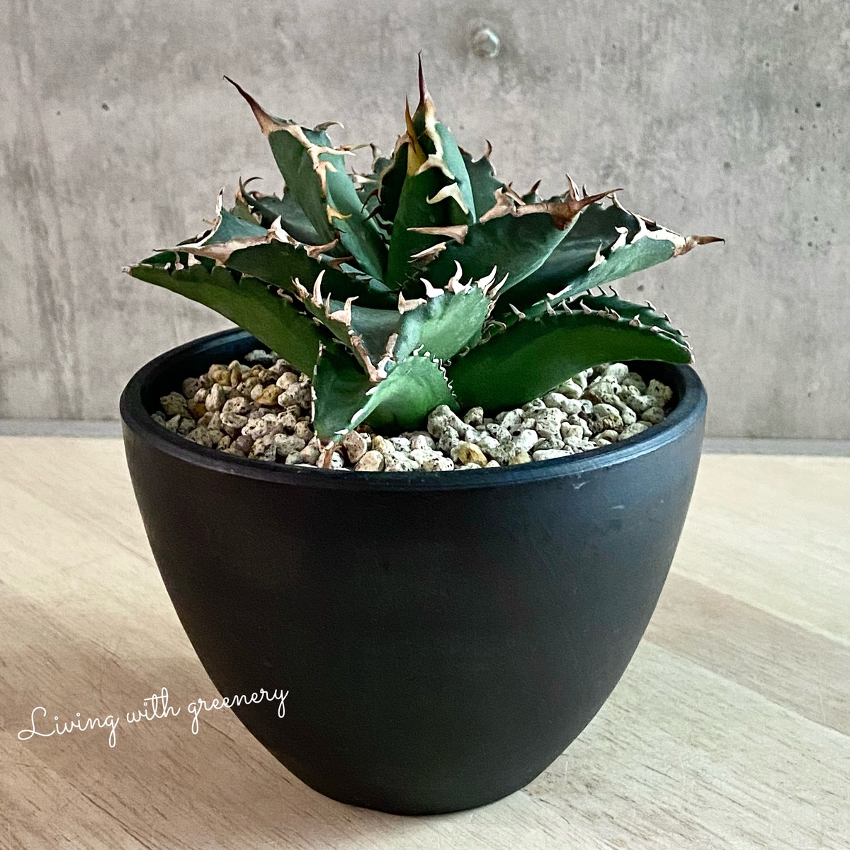 agave titanota /アガベ チタノタ 【観葉植物】【多肉植物 