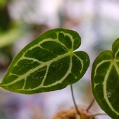アンスリウム ドラヤキ × レッドクリスタリナム / Anthurium Dorayaki × Red Crystallinum③ / 観葉植物<育て方・花言葉>
