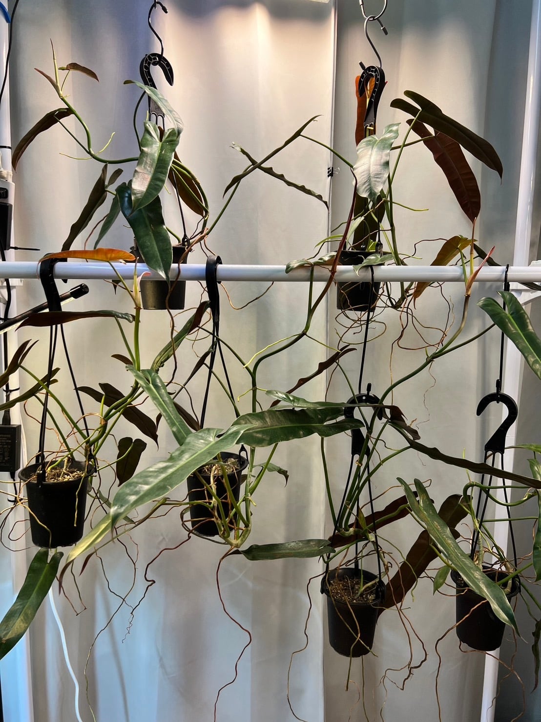 アタバポエンセ 吊り フィロデンドロン 観葉植物 3号 アタバポエンセ 吊り フィロデンドロン 観葉植物 3号