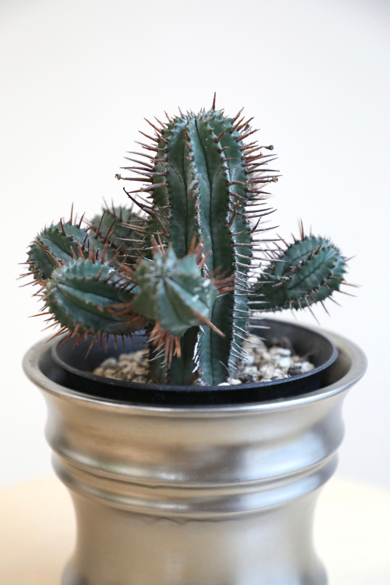 【M】紅彩ホリダ/Euphorbia 　※陶器鉢付き