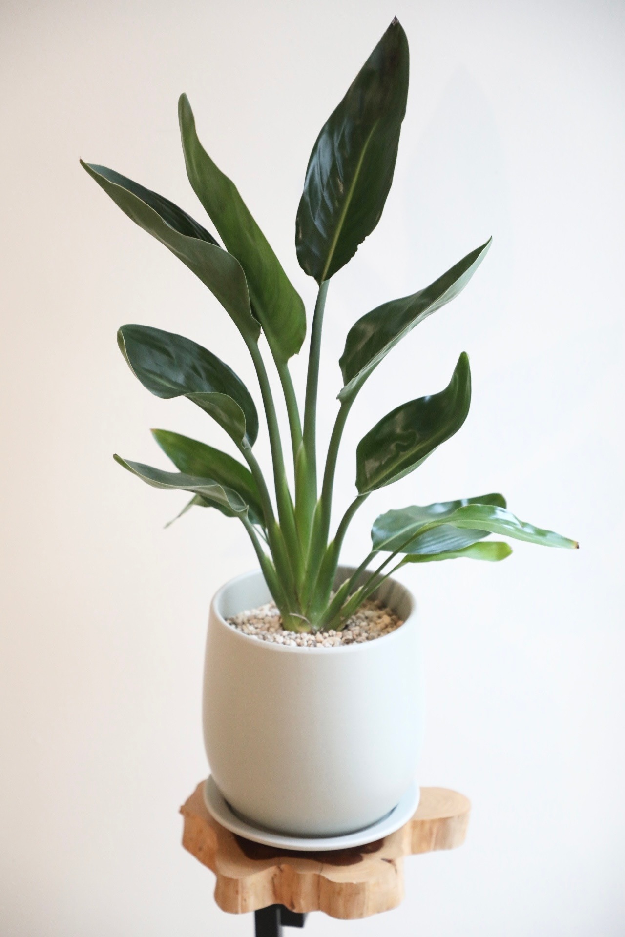 【M】ストレリチア レギネ/Strelitzia  reginae　※陶器鉢付き