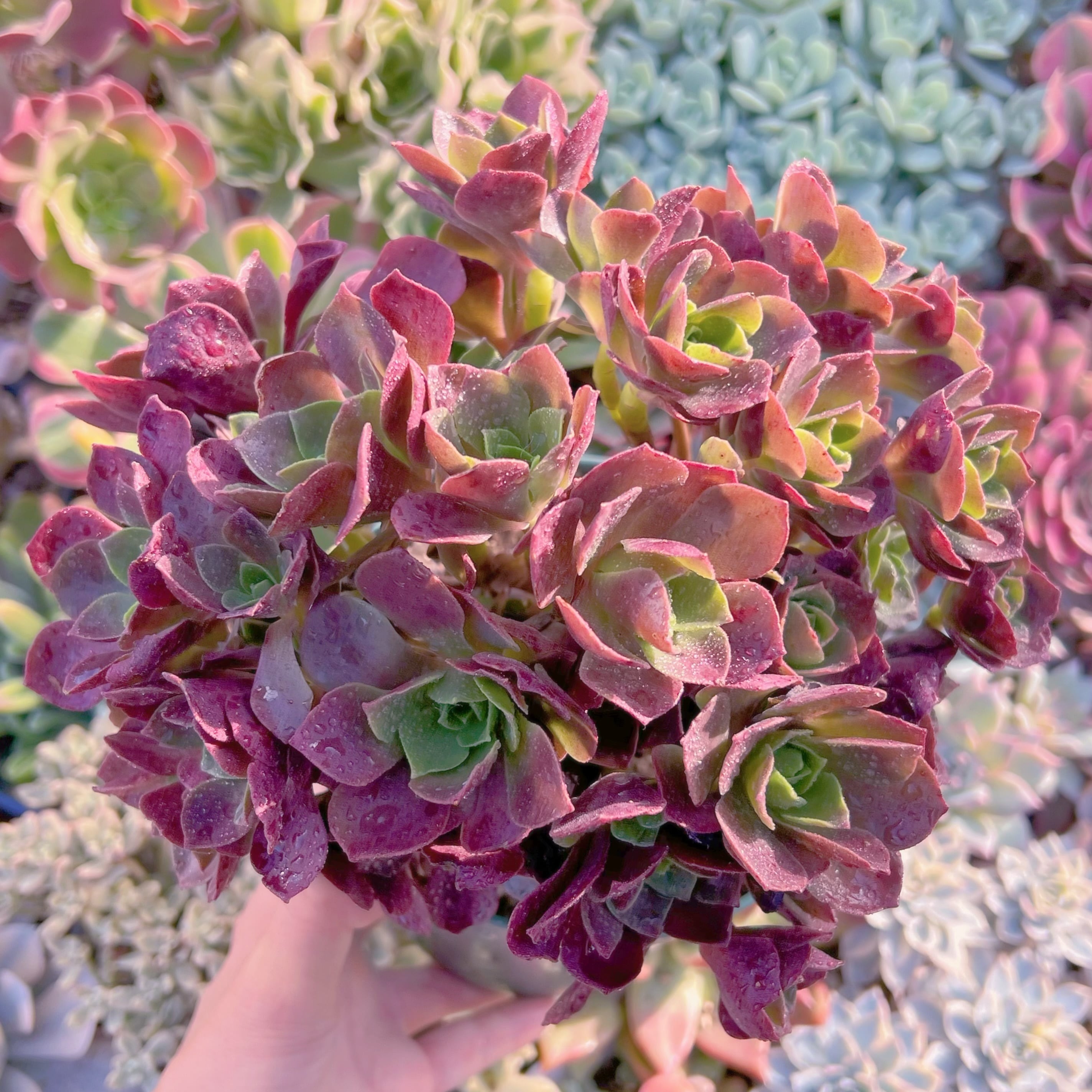 現品　マジックローズ#676　特大群生　lestone