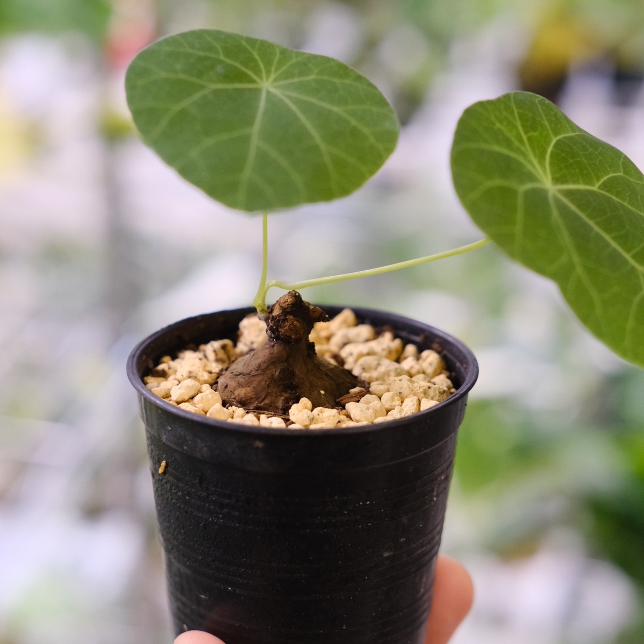 Stephania kaweesakii / ステファニア カウィーサキー⑥ / 観葉植物