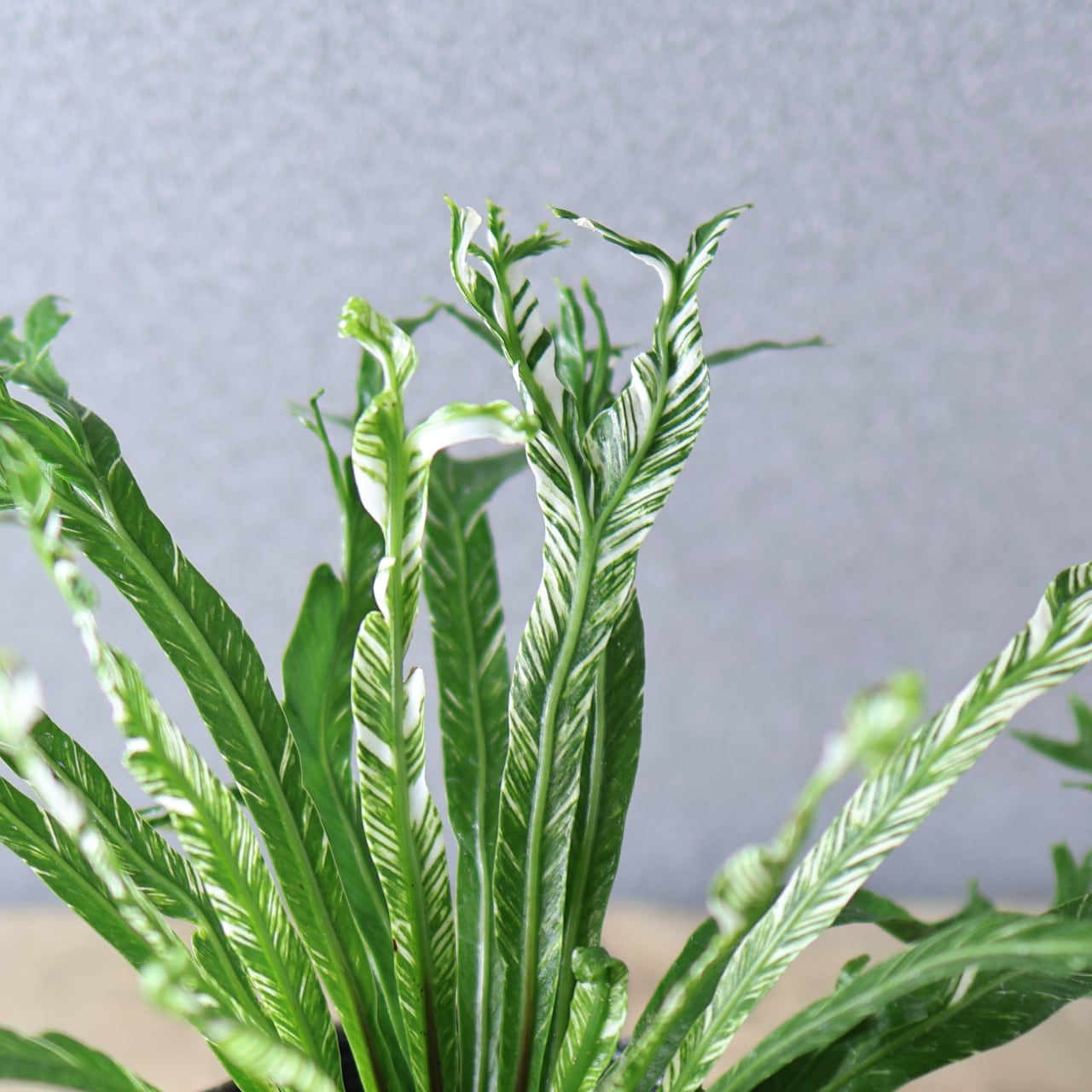 397 光を受けて輝く『アスプレニウム ニダス 斑入り』観葉植物 【送料