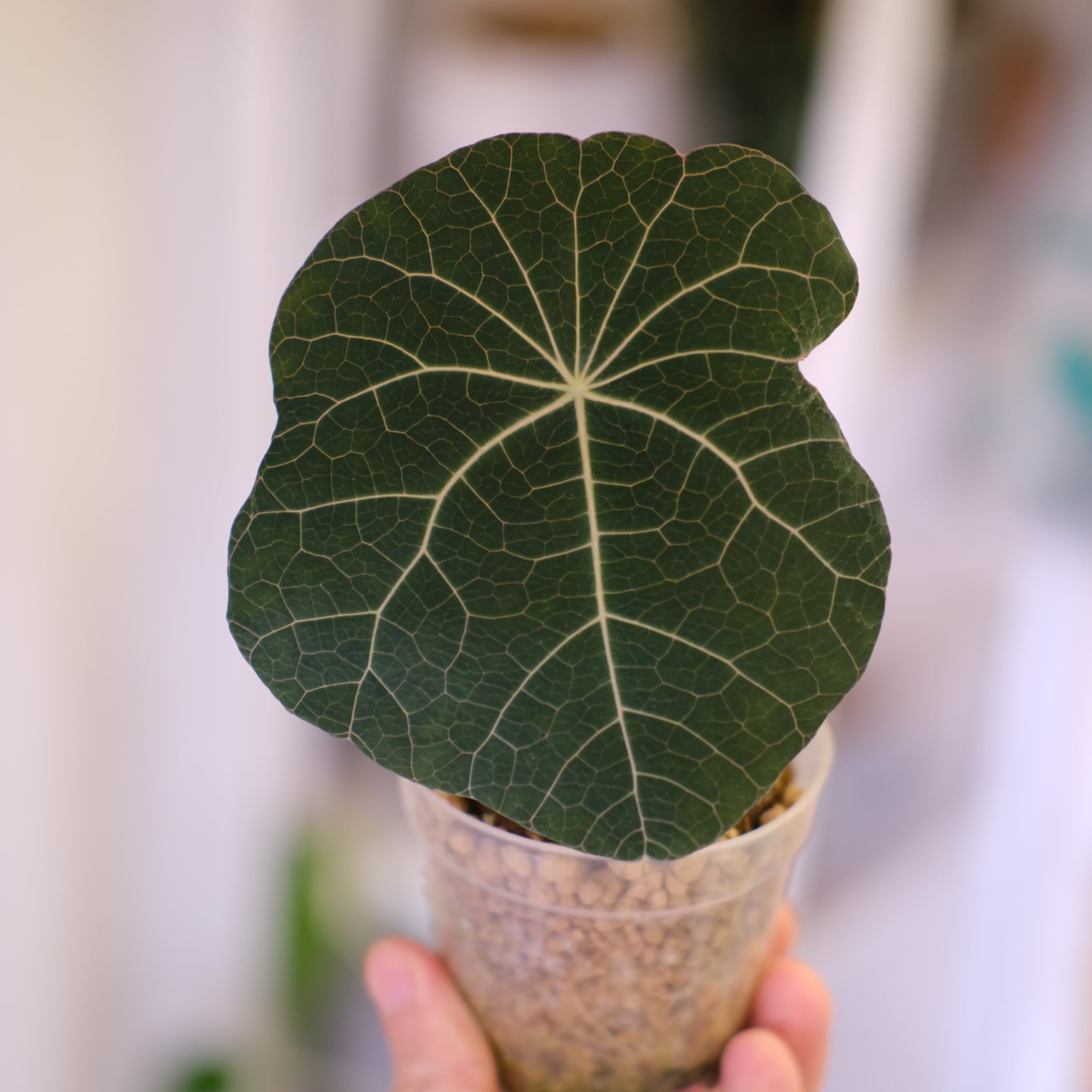 Stephania kaweesakii│ステファニア カウィーサキー④│観葉植物