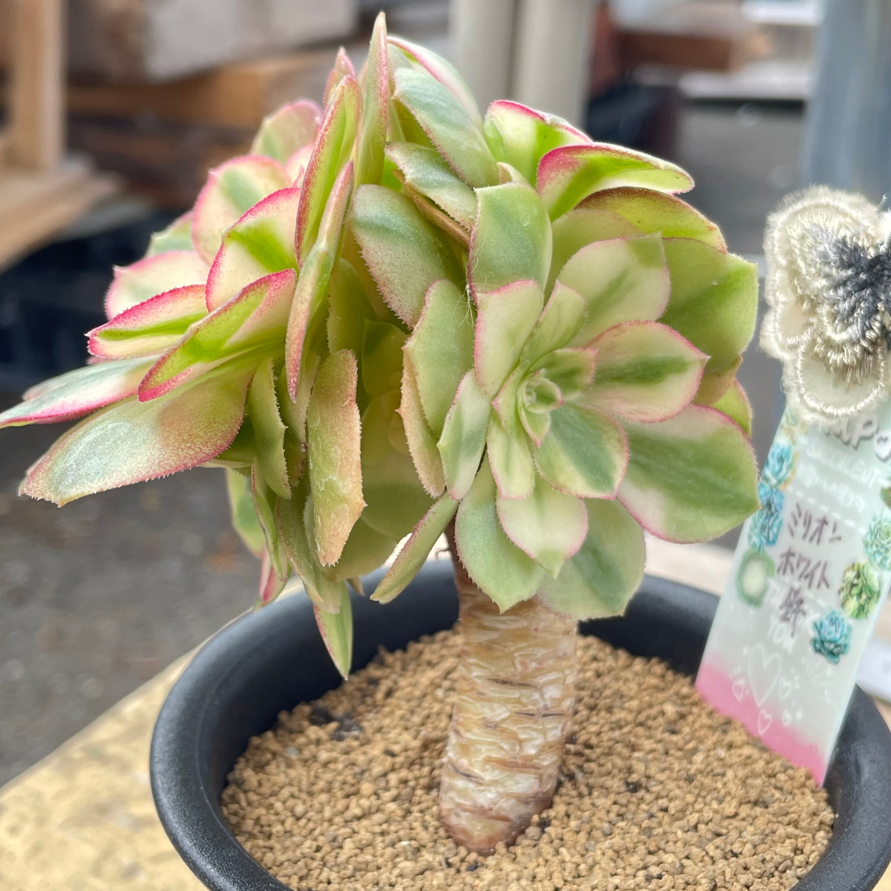 95#多肉植物アエオニウム錦❤️碧玉❤️8頭15cm 鉢土付き出荷 95#多肉