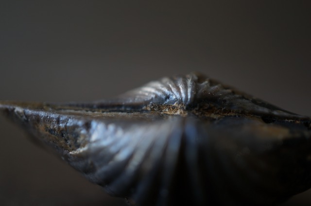 黄鉄鉱化腕足類化石　Rostrospirifer sp.