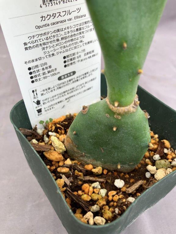 カクタスフルーツ 3.5号 | 日本ライン花木センター