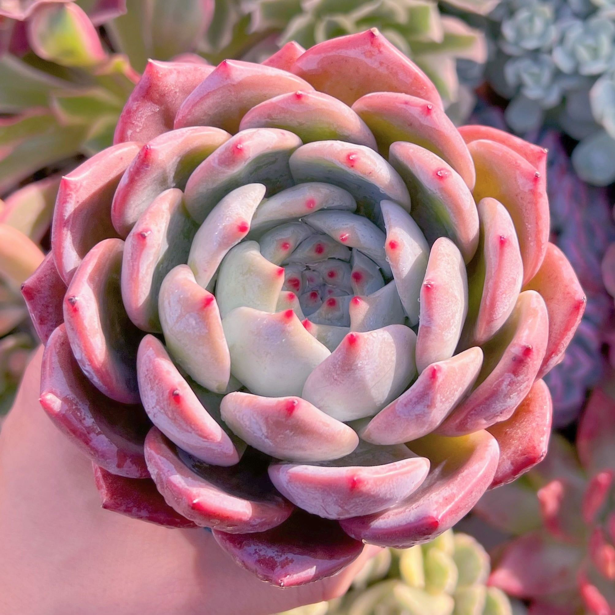 多肉植物　エケベリア白鳳xオレンジモンロー　12cm特大苗　新入荷　るる農園