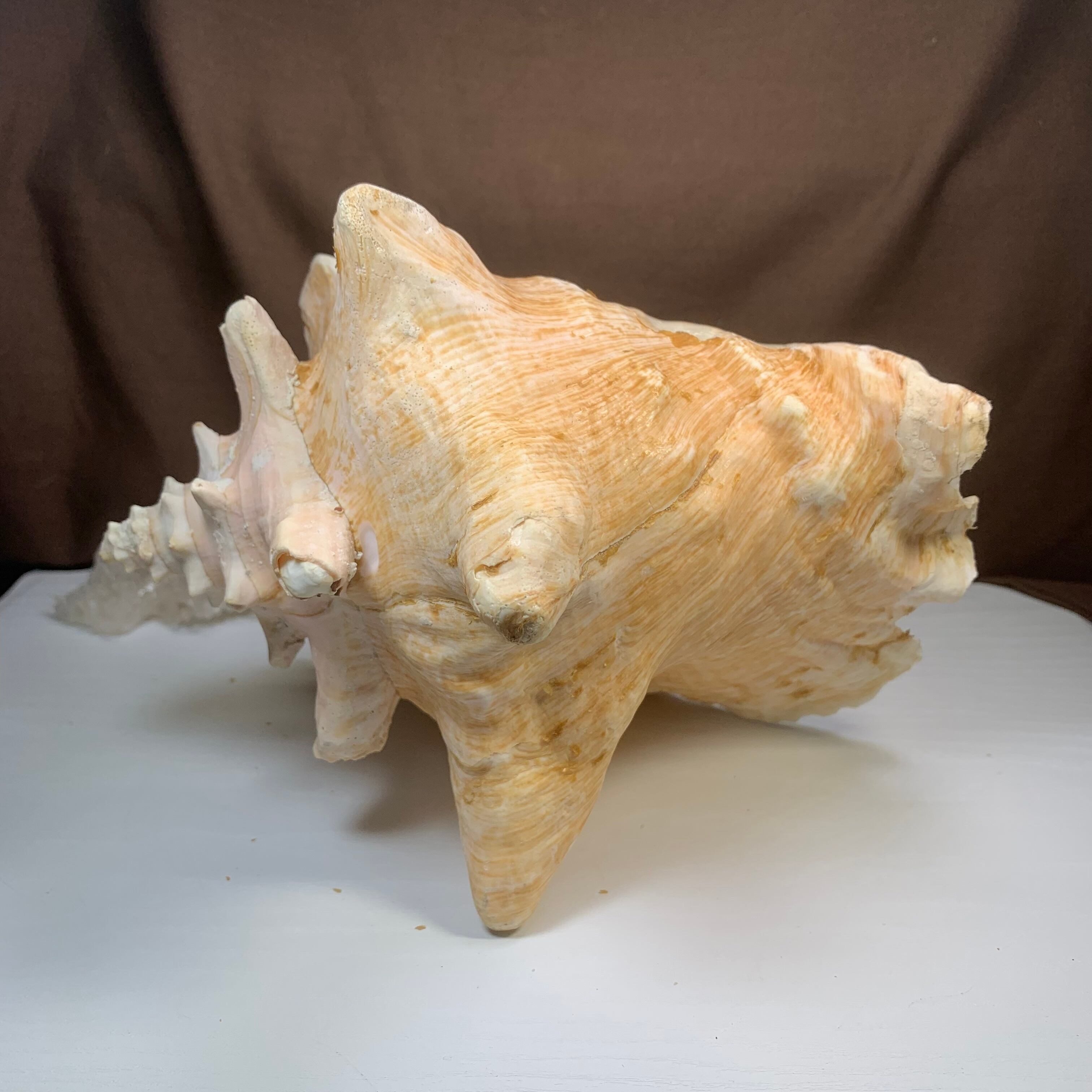 3.クイーンコンクシェル貝母・貝殻 | Naturaltreasure