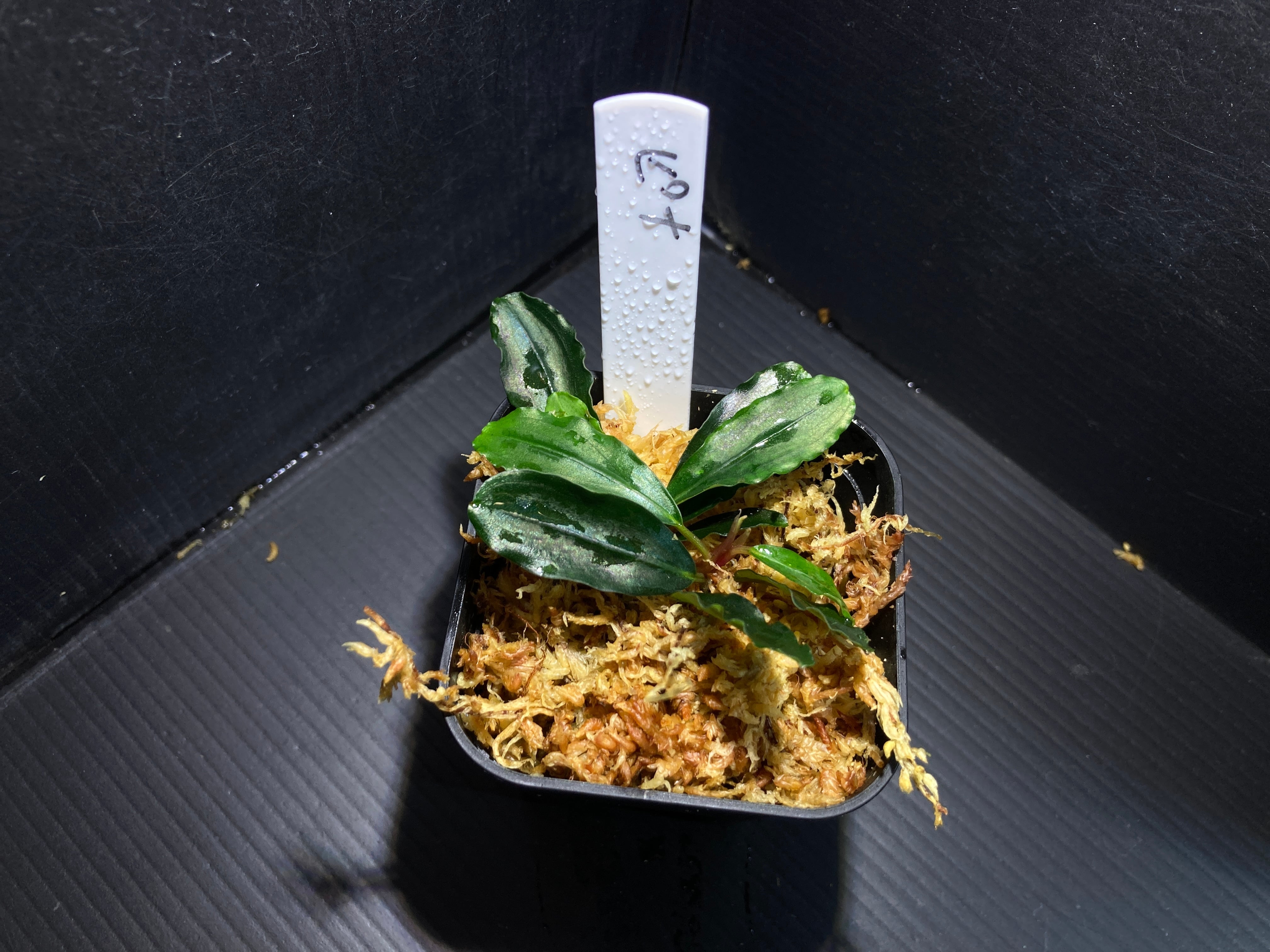 ブセファランドラ | AquaFocus