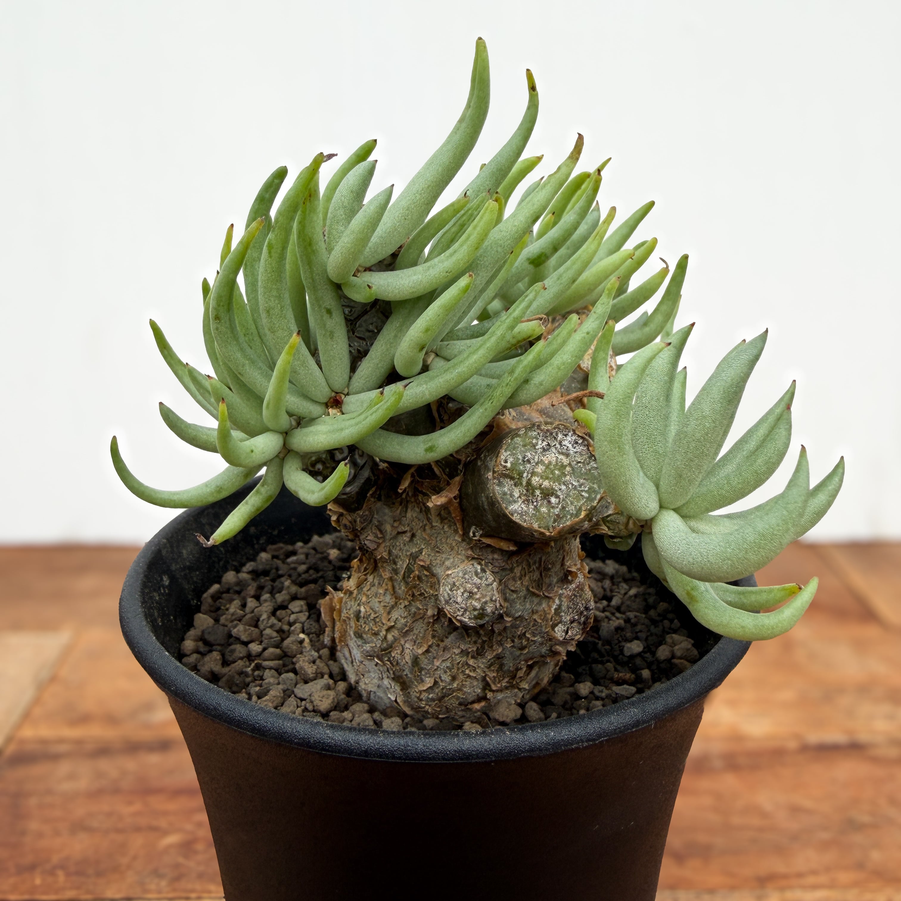 Tylecodon pearsonii【チレコドン・ペアルソニー・実生】 | RIMO'S