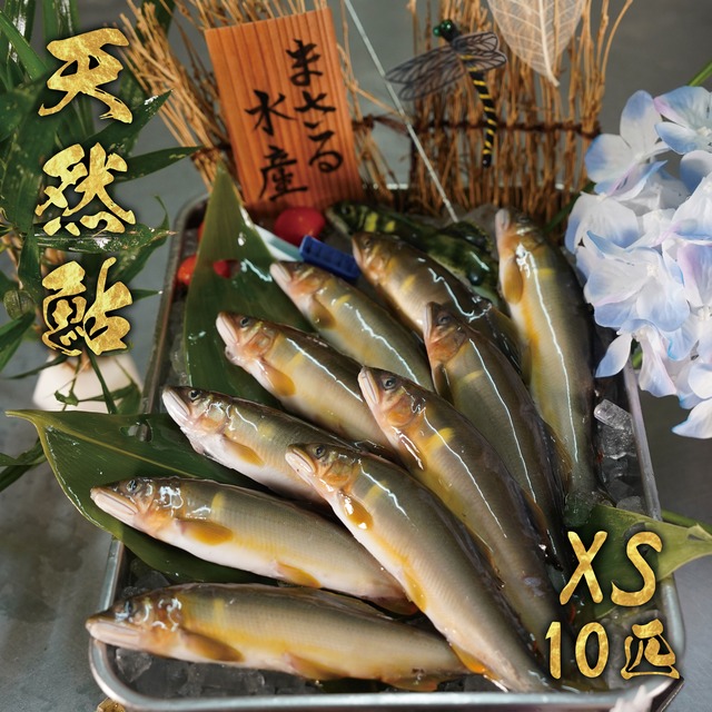 天然鮎10匹セット　XS　冷凍 画像