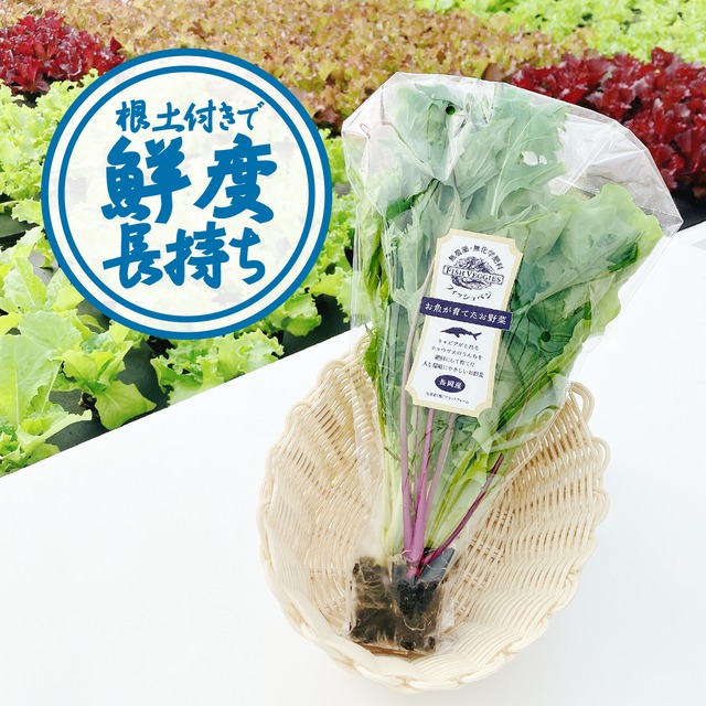 【FISH VEGGIES】水菜とレタスのサラダセット 90g　化学肥料/農薬不使用だから安心して食べられる