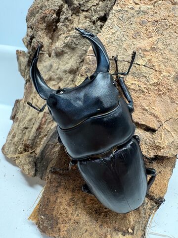 能勢YG血統 54.5mm［YG24C3-22］ | Pay ID