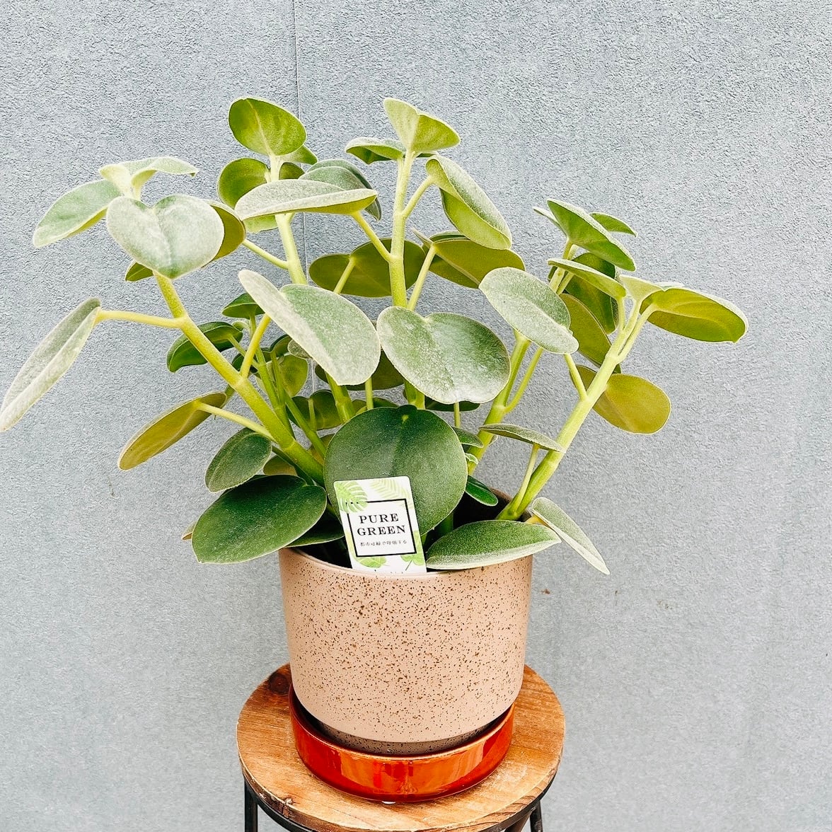 現品］【希少】30番 パキラ 斑入り 実生 5号 観葉植物 室内 レア