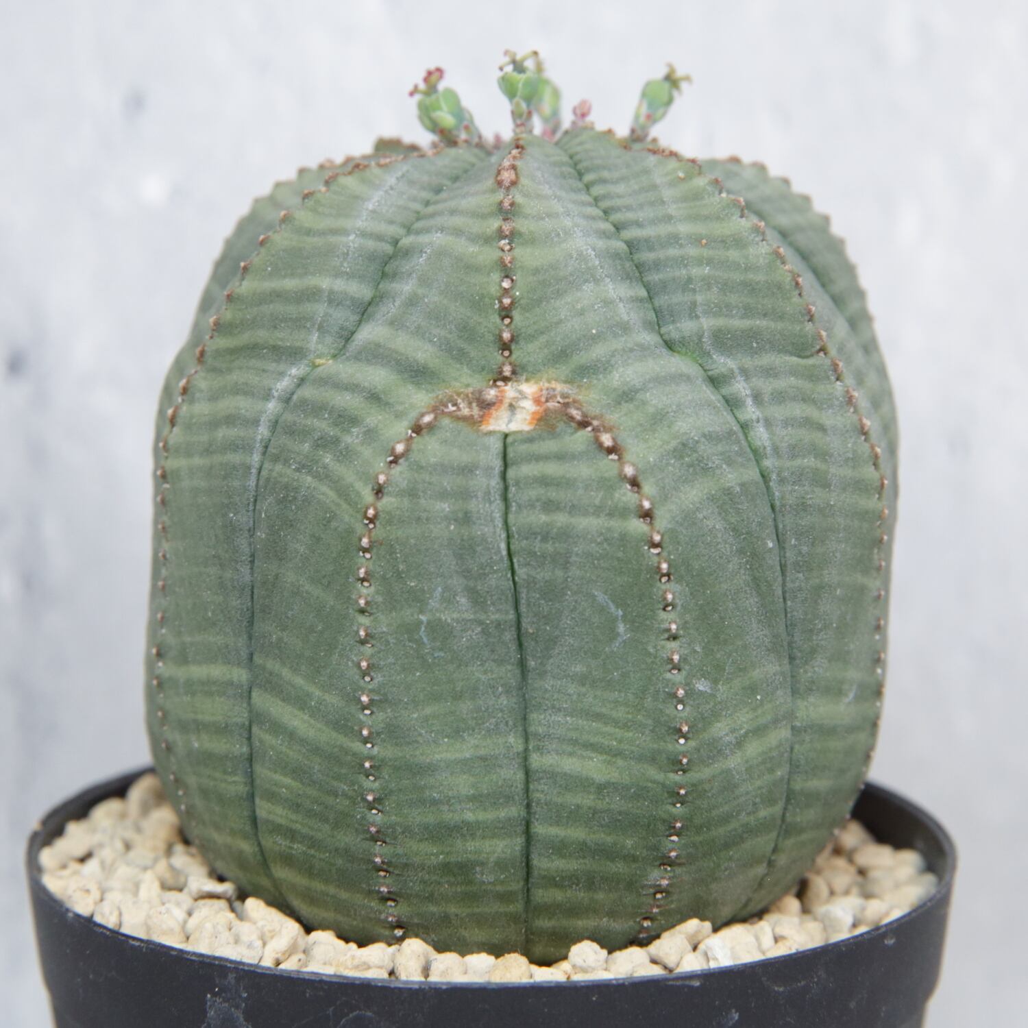 メス株 複稜 オベサ / ユーフォルビア | LIGHTHOUSE.PLANTS - 海外実生