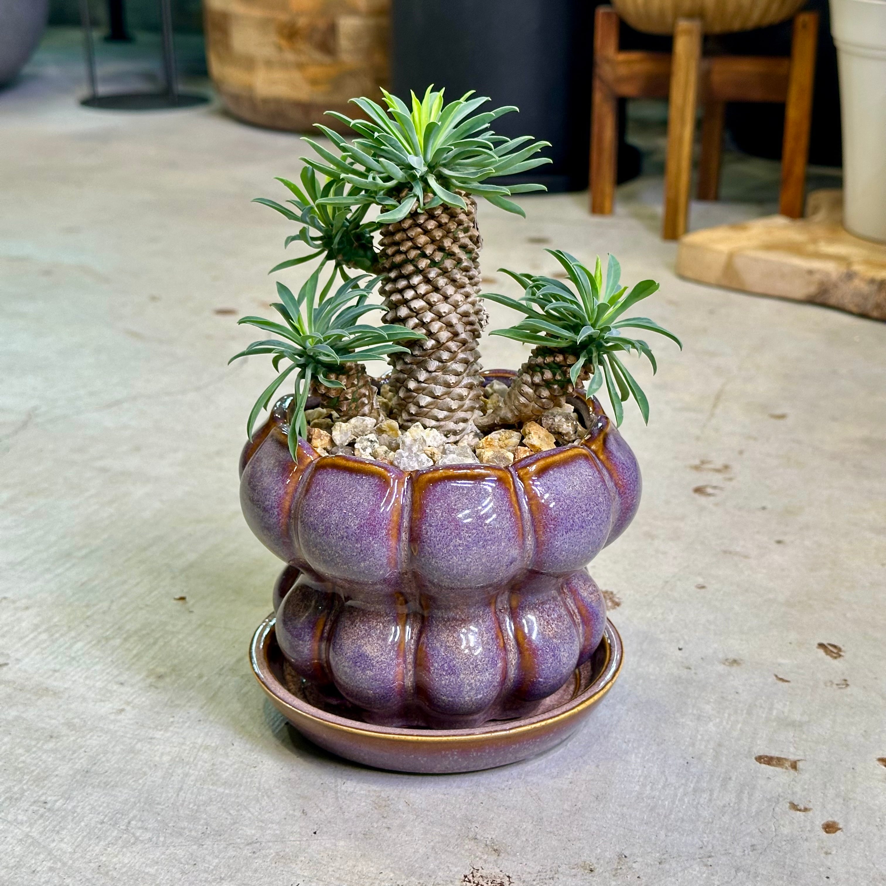 パイナップルコーン（ソテツキリン） | barrelplants_BONSAI