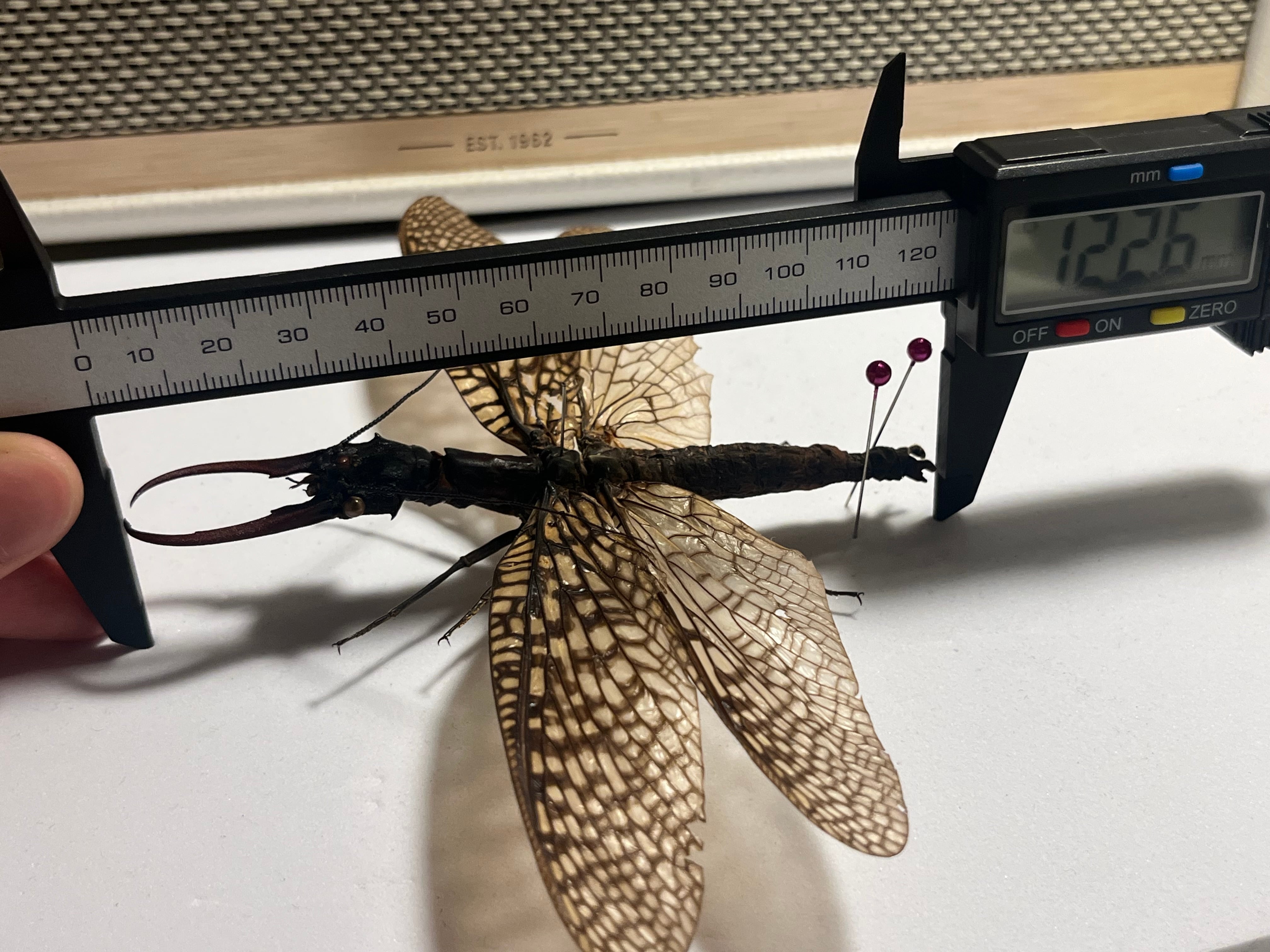 巨大紅牙】オオキバヘビトンボ オオアゴヘビトンボ 昆虫標本 標本