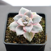 カット苗 パープルディライト錦 Graptopetalum 'Purple Delight Variegated'