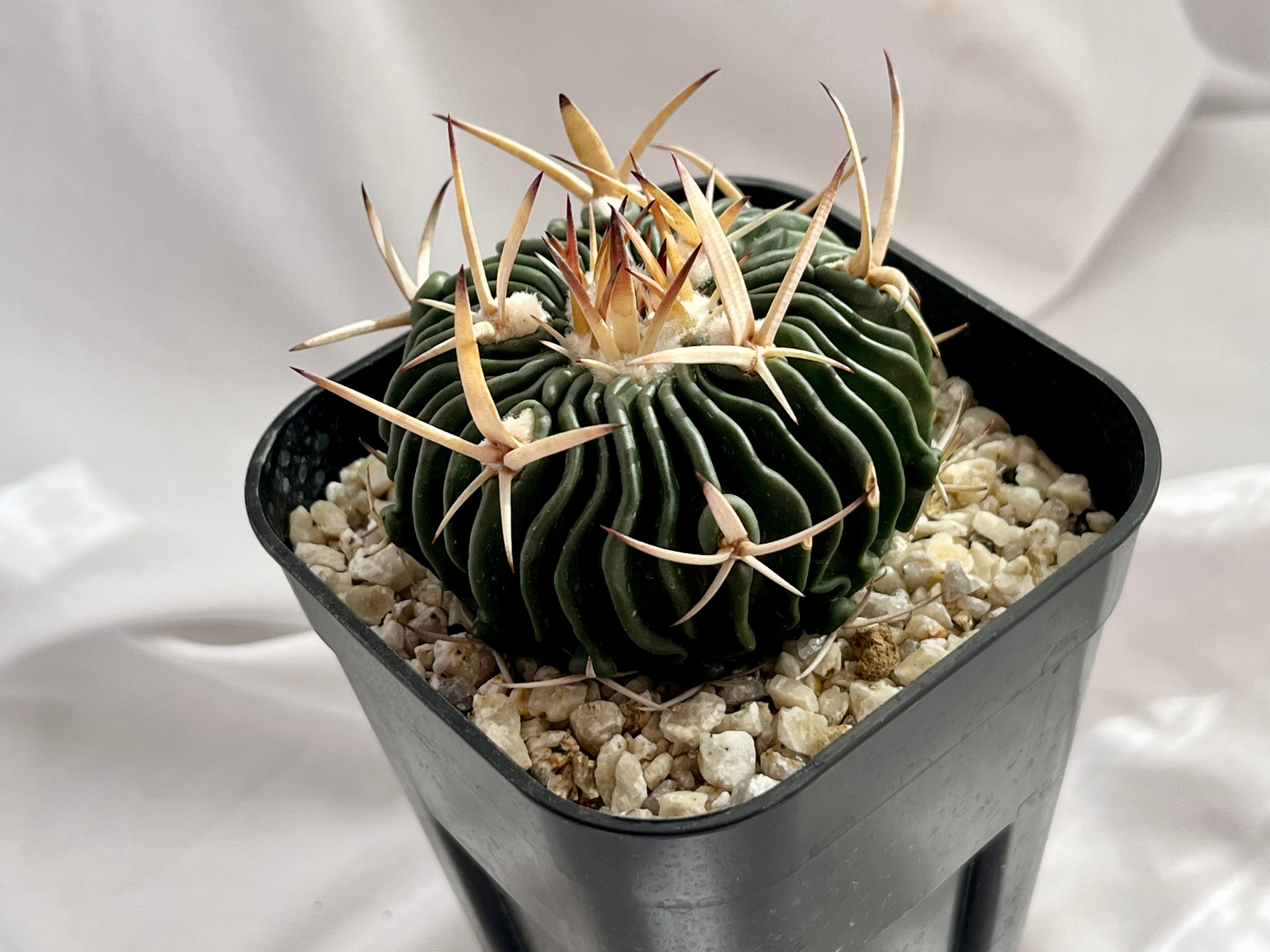 Echinofossulocactus エキノフォスロカクタス 五刺玉 サボテン Echinofossulocactus エキノフォスロカクタス 五刺玉 サボテン