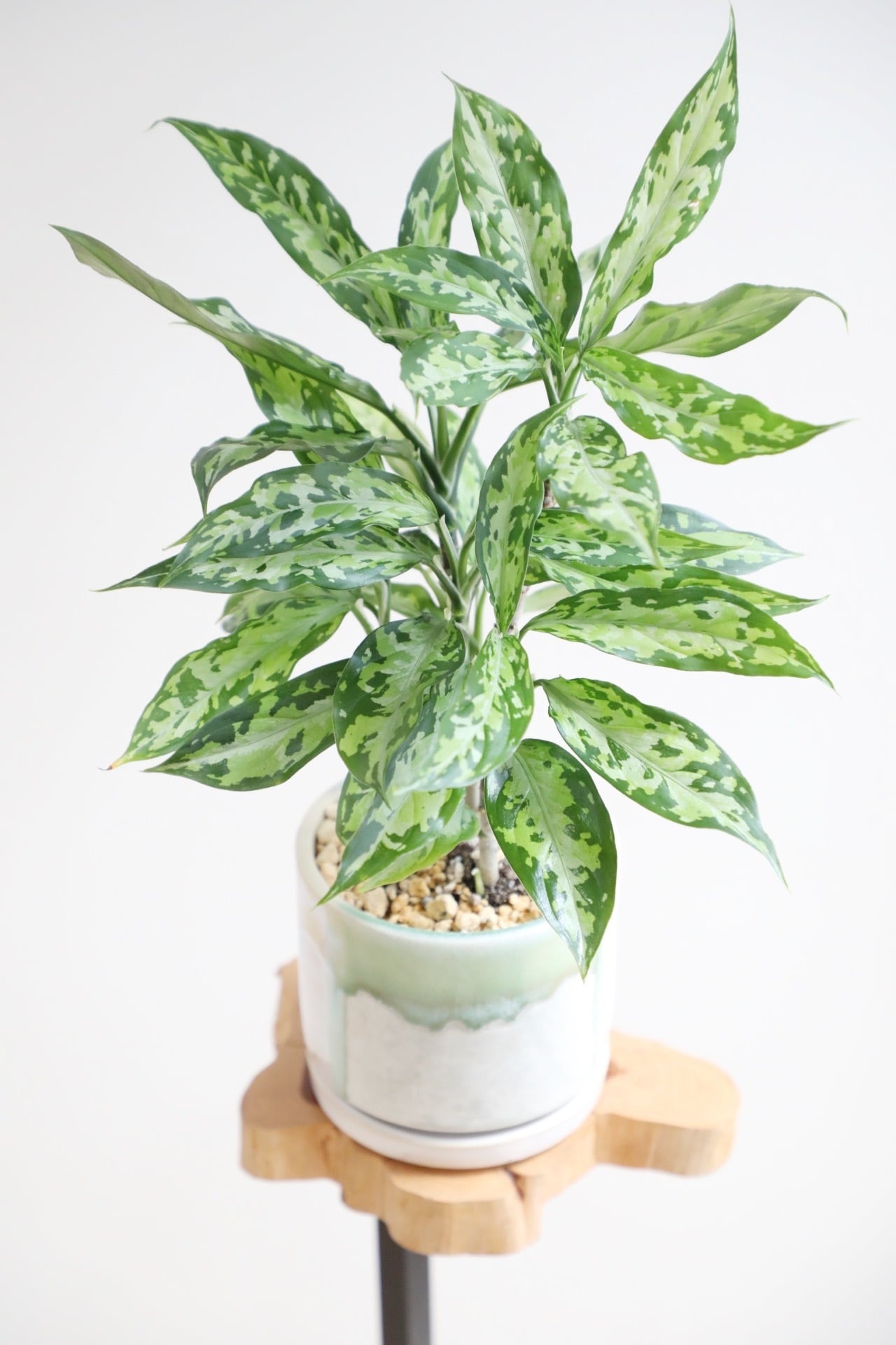 アグラオネマ　ピクタム　aglaonema　アルゲンタム アグラオネマ ピクタム 元祖 Aglaonema pictum tricolor | K2 plant works