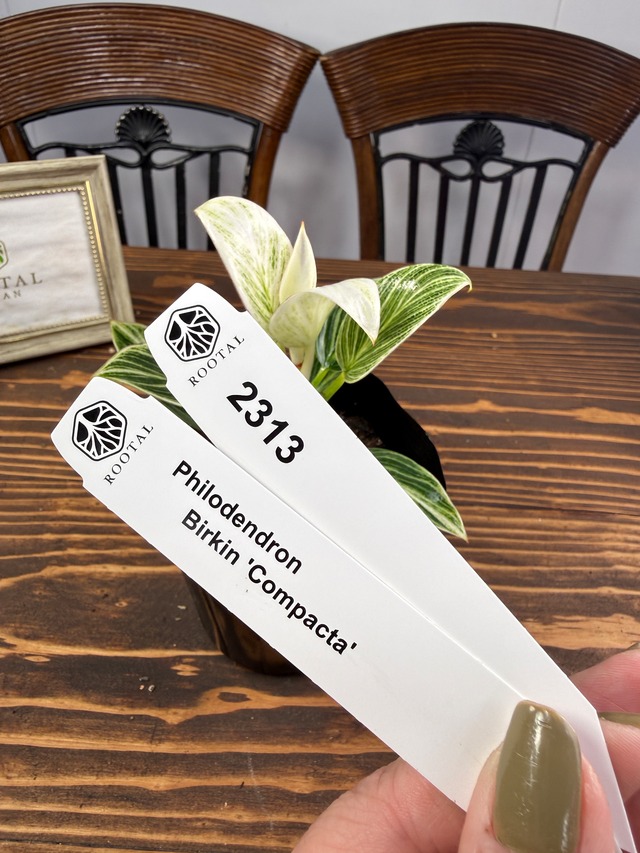 ★2313　フィロデンドロン　バーキンコンパクタ（10㎝口径ポット）