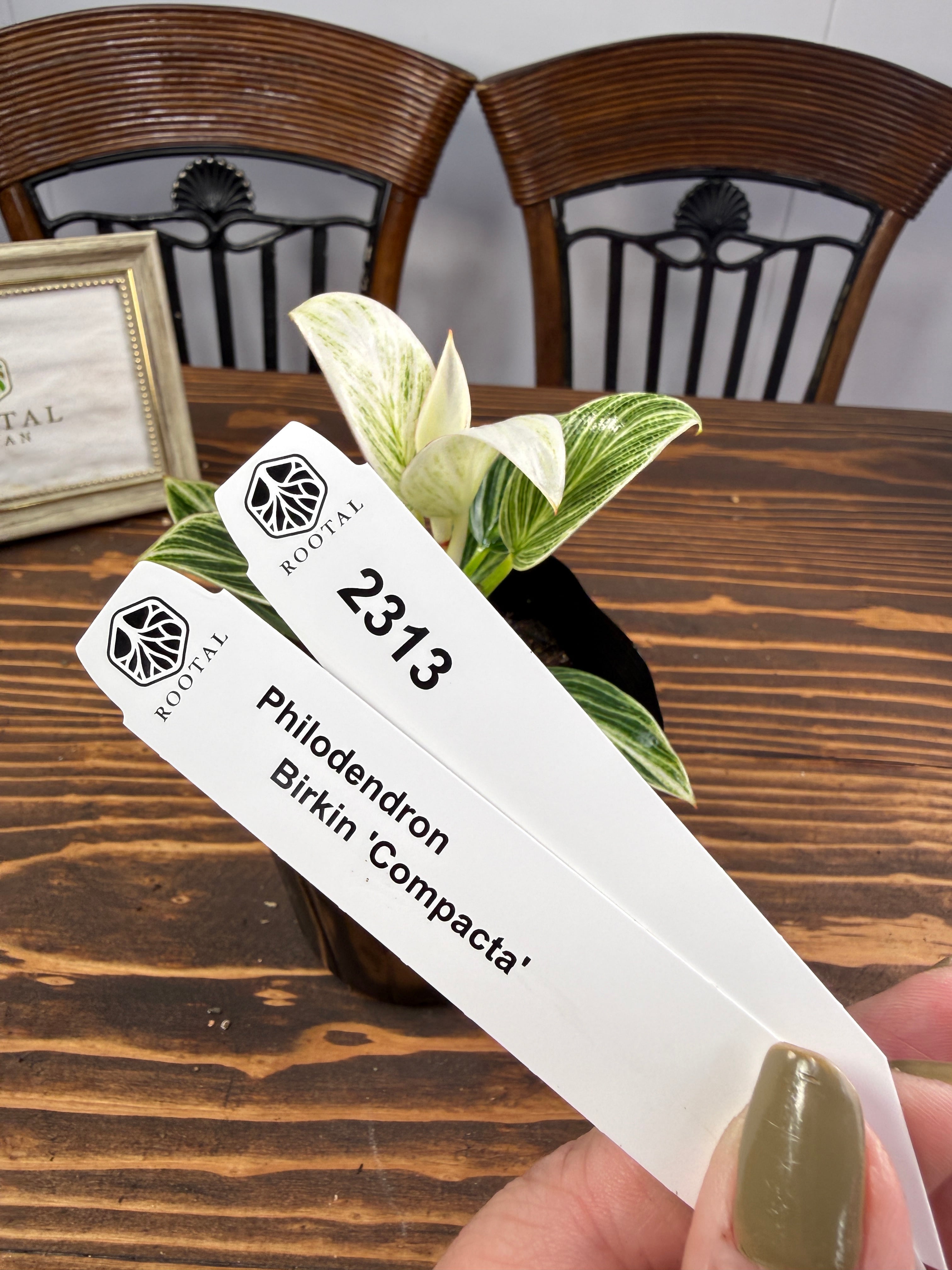 ★2313 フィロデンドロン バーキンコンパクタ(10㎝口径ポット)