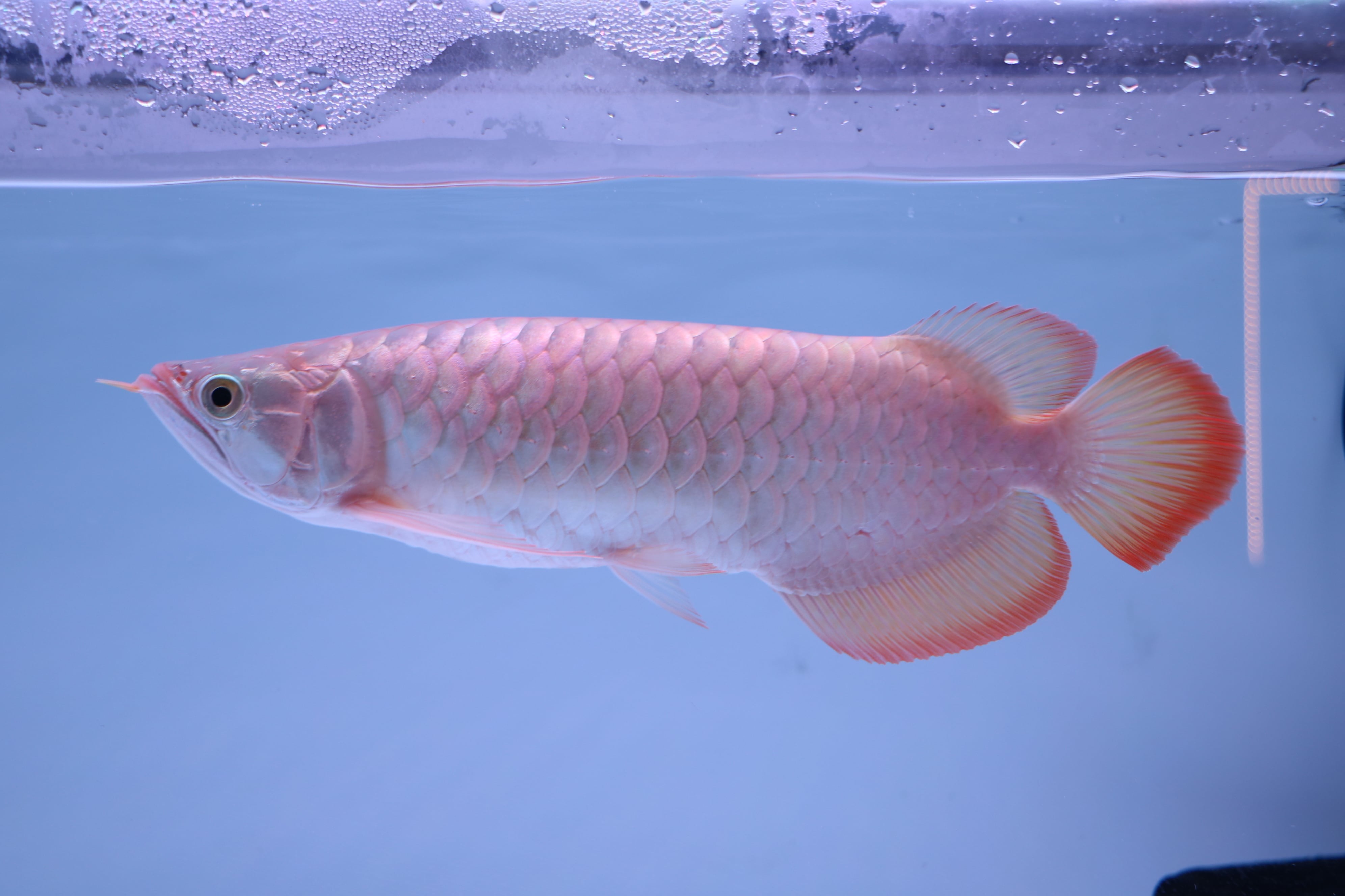 超烈龍 アロワナ 熱帯魚 水槽