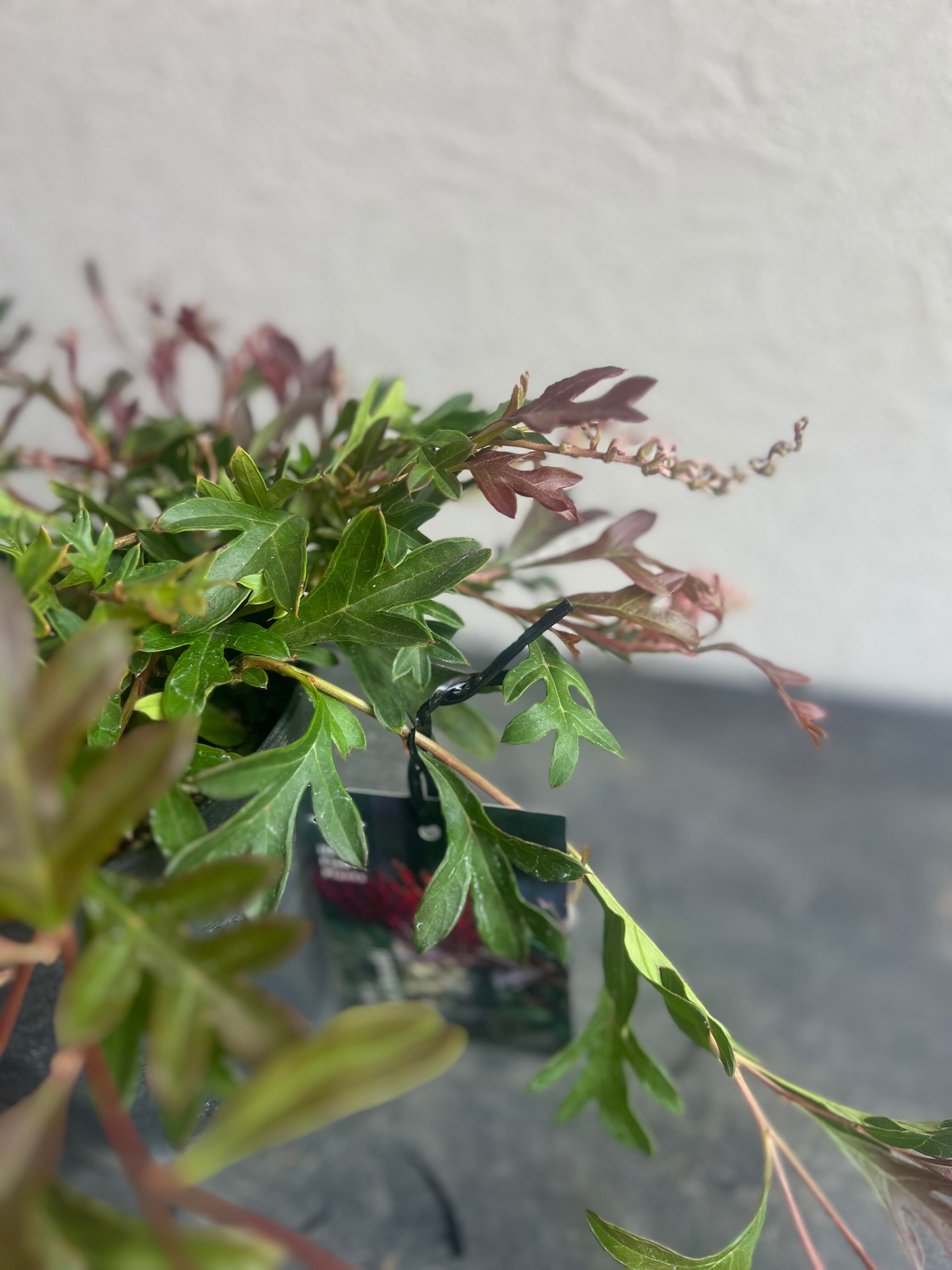 写真株と同等株2株セット❗️ グレビレア　ガウディチャウディ グレビレア ガウディチャウディ① | 沼ノ上農園