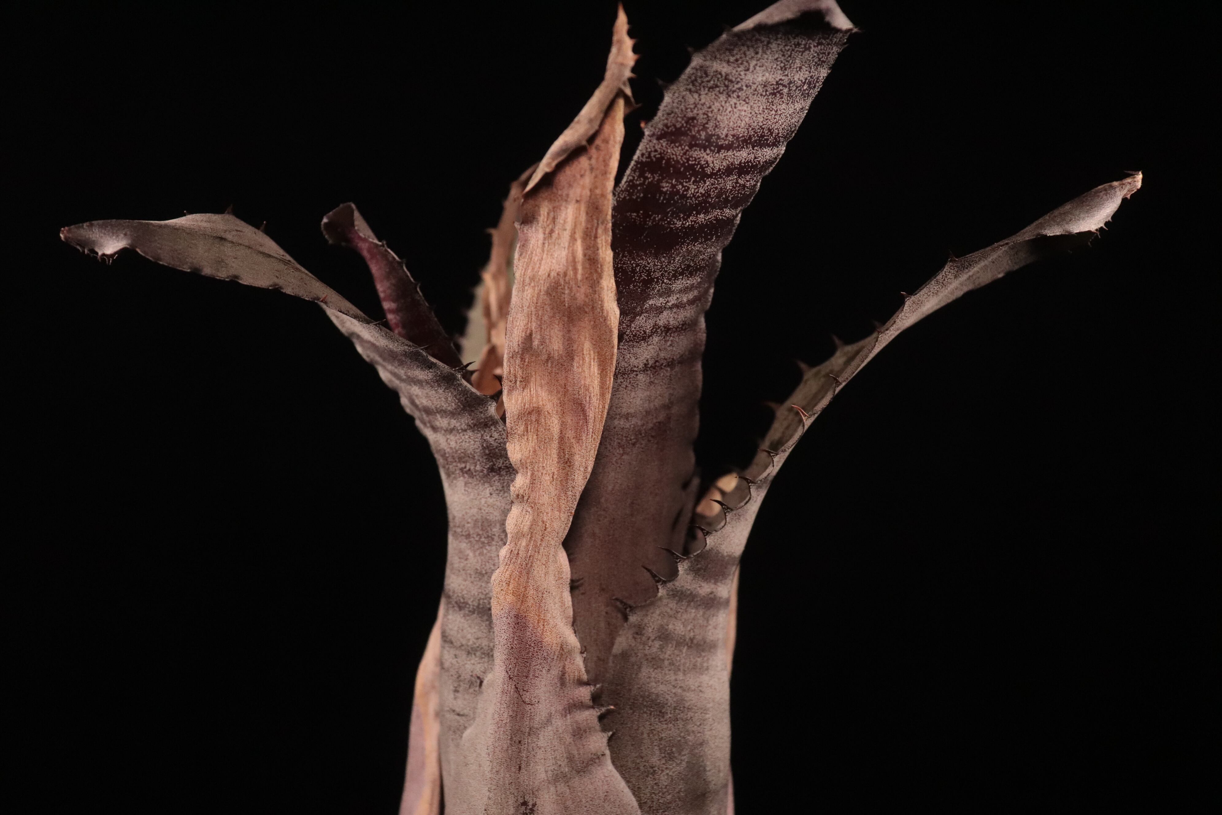 送料無料】xHohenmea 'Dennis Delight'〔ホヘンメア〕現品発送H216